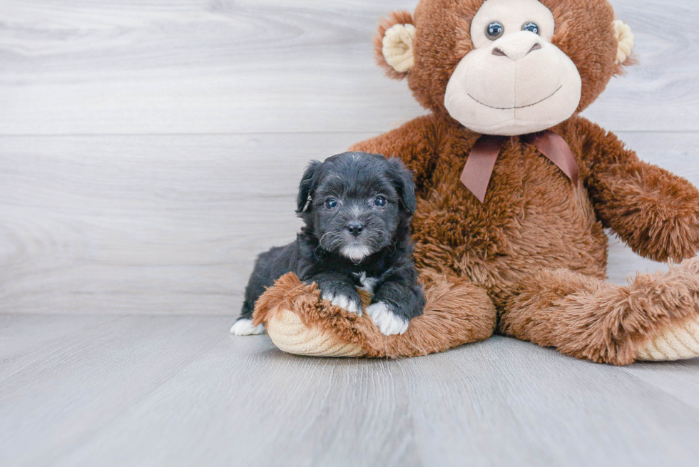 Popular Mini Aussiedoodle Poodle Mix Pup