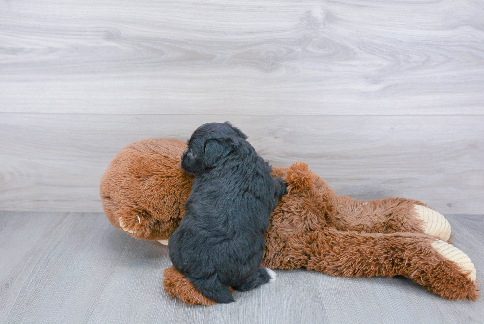 Best Mini Aussiedoodle Baby