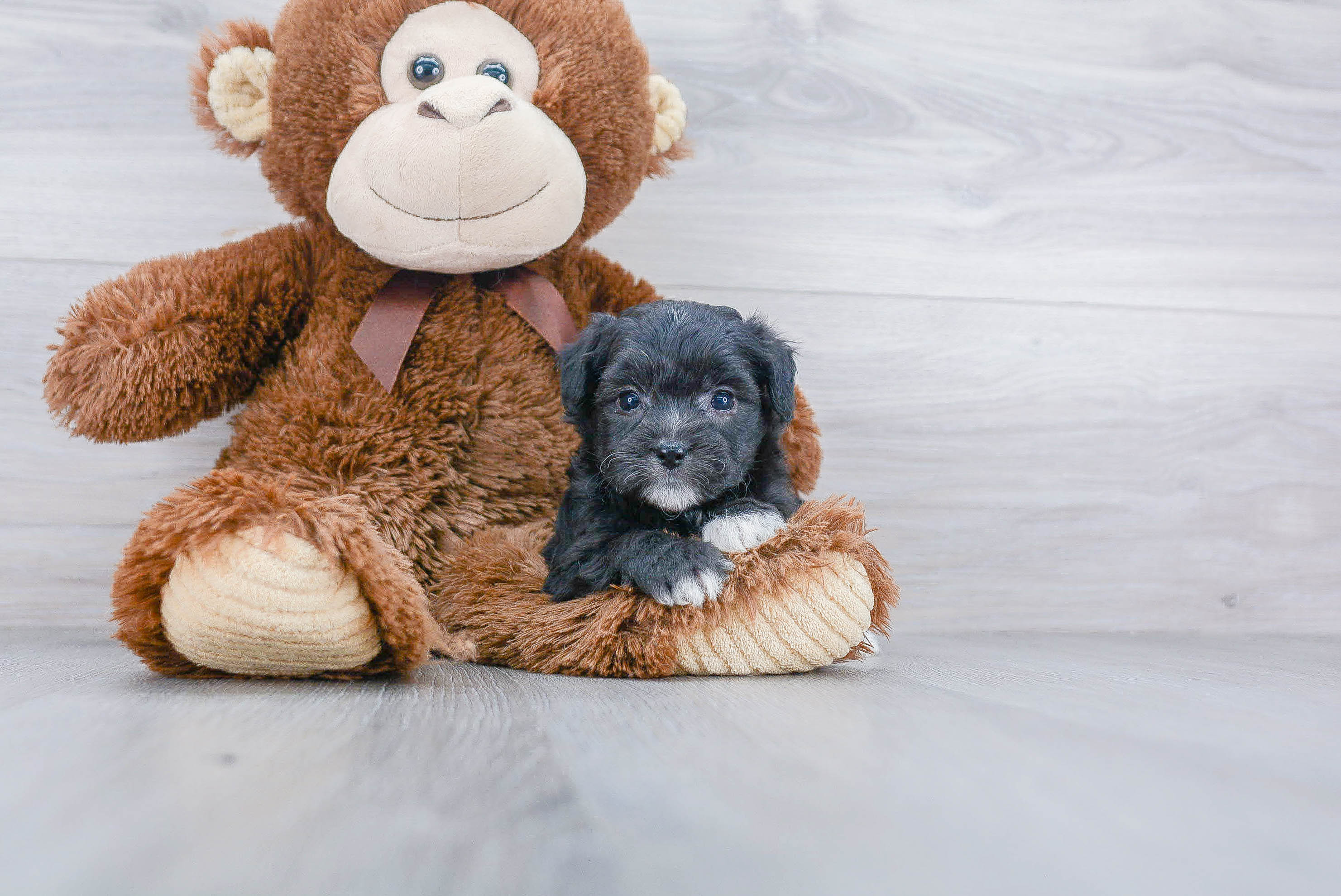 Mini Aussiedoodle Puppy for Adoption
