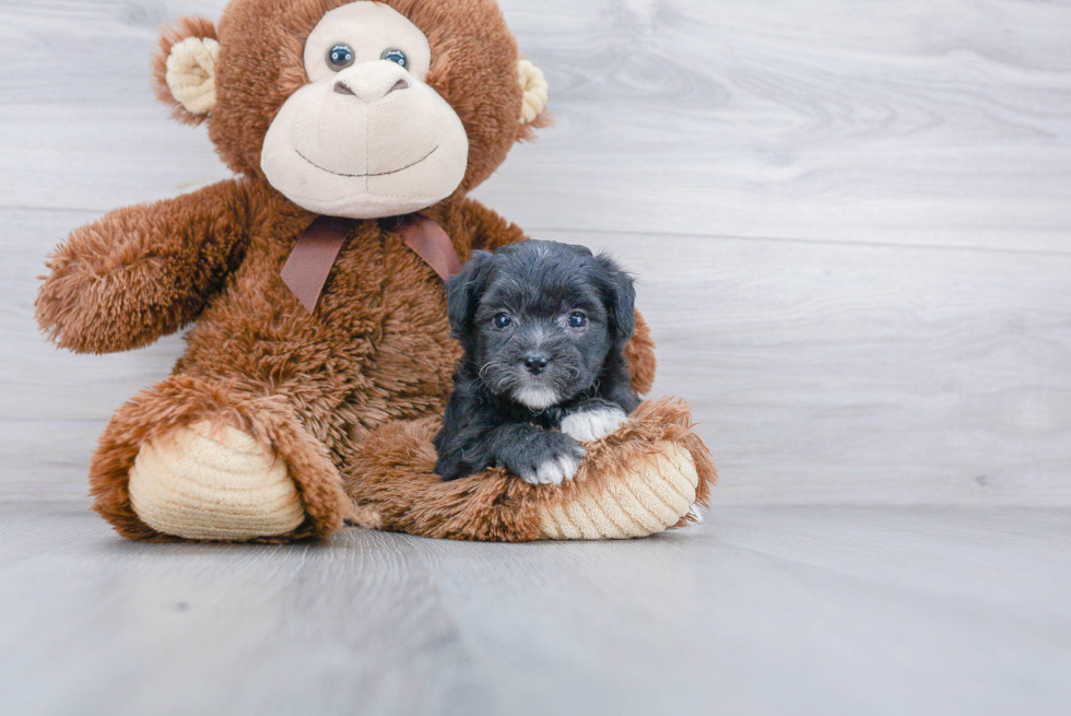 Mini Aussiedoodle Puppy for Adoption