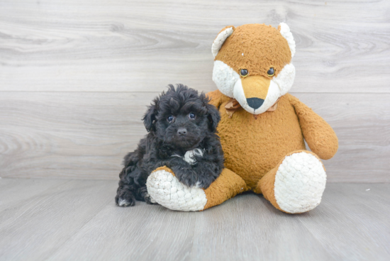 Best Mini Aussiedoodle Baby