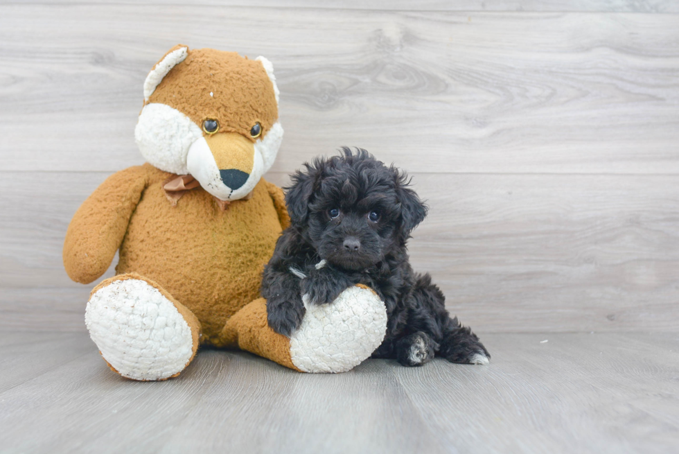 Mini Aussiedoodle Puppy for Adoption