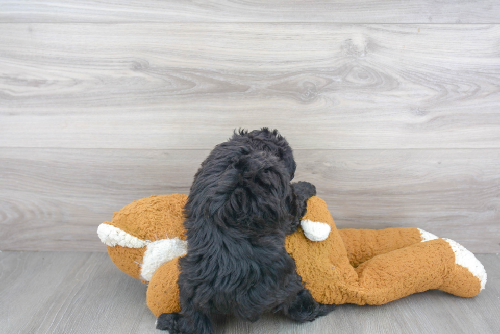 Mini Aussiedoodle Puppy for Adoption