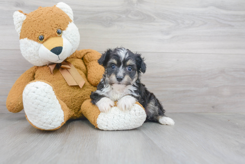 Best Mini Aussiedoodle Baby