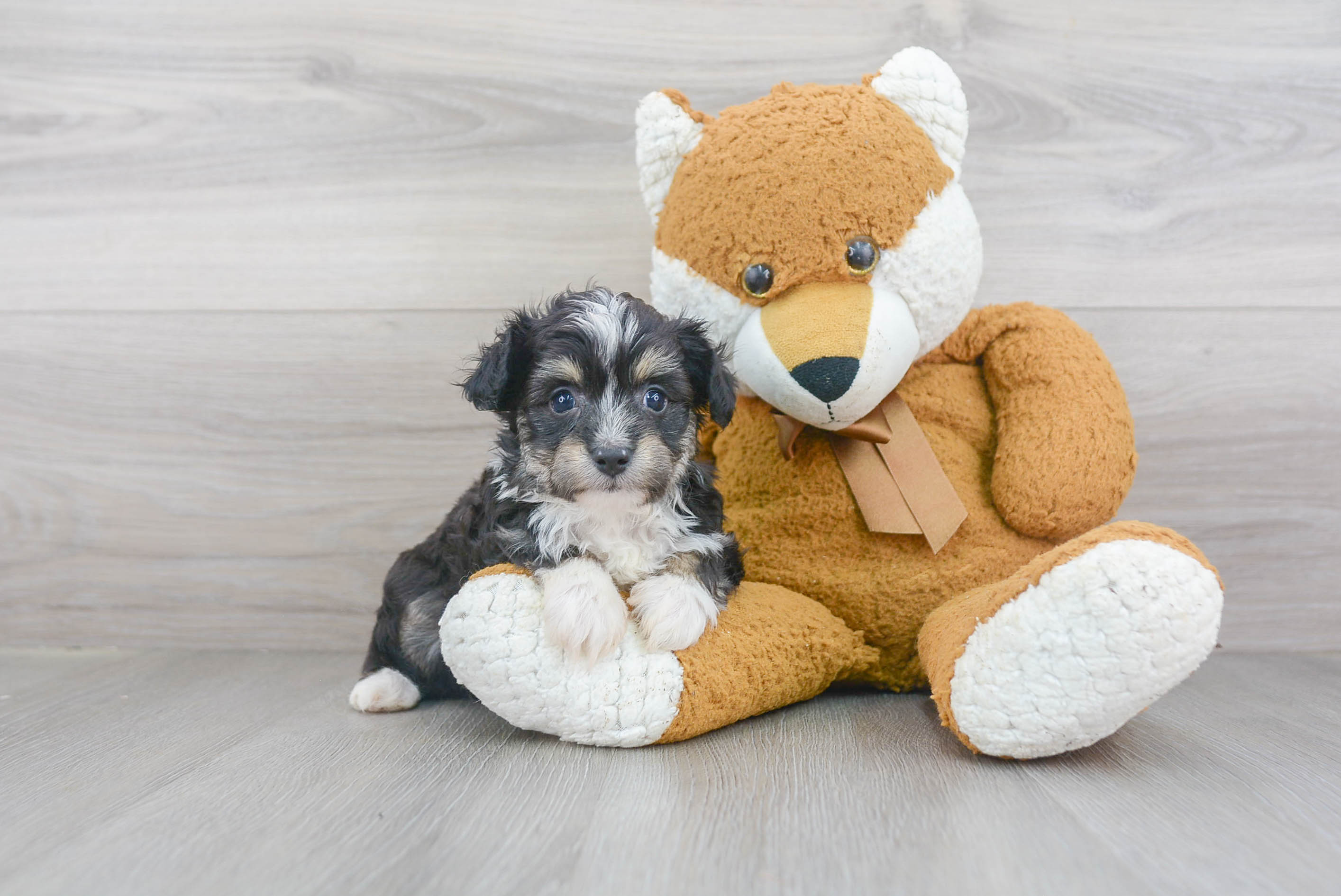 Funny Mini Aussiedoodle Poodle Mix Pup