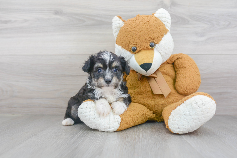 Funny Mini Aussiedoodle Poodle Mix Pup