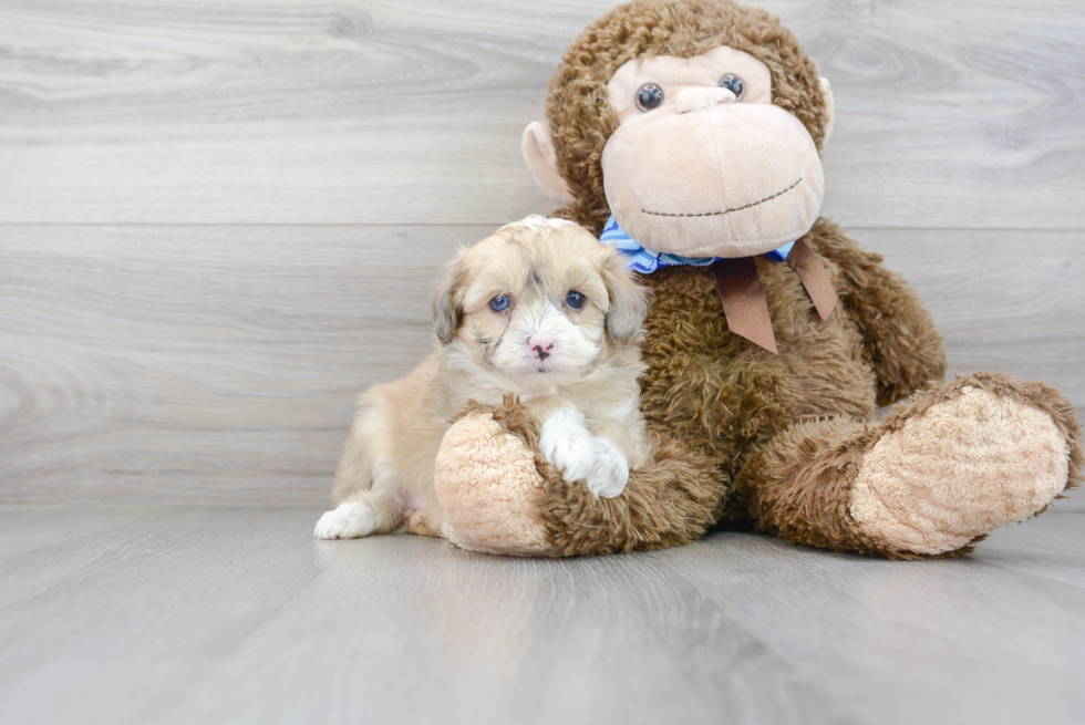 Best Mini Aussiedoodle Baby