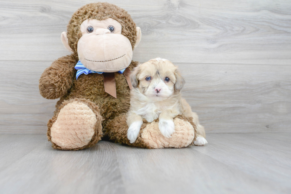 Energetic Aussiepoo Poodle Mix Puppy