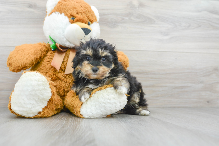 Fluffy Mini Aussiedoodle Poodle Mix Pup