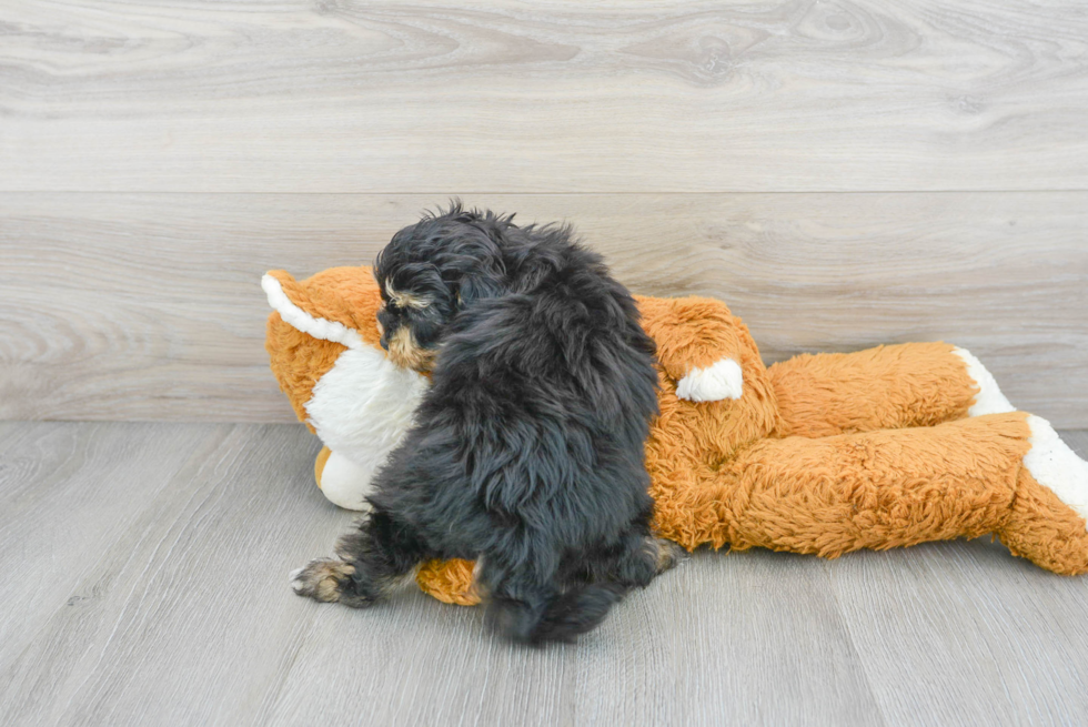 Mini Aussiedoodle Puppy for Adoption