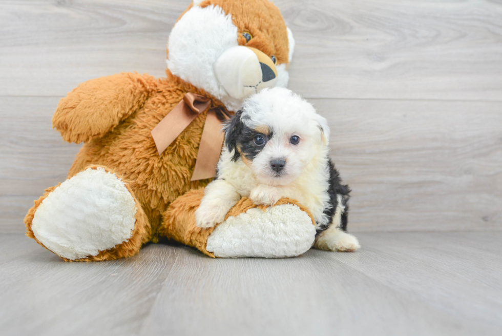 Cute Mini Aussiedoodle Baby