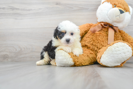 Best Mini Aussiedoodle Baby