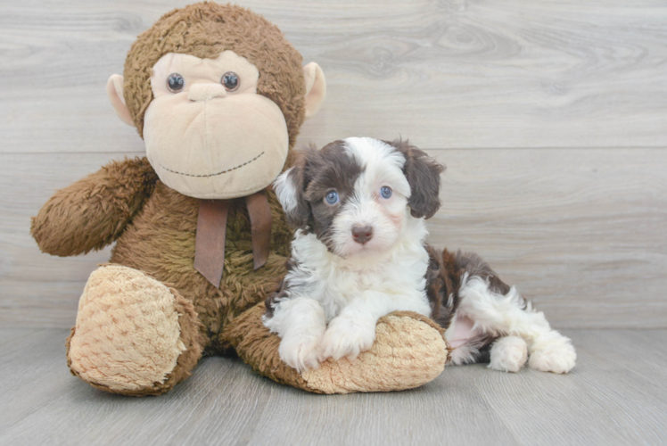 Mini Aussiedoodle Puppy for Adoption