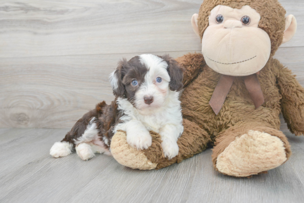 Friendly Mini Aussiedoodle Baby