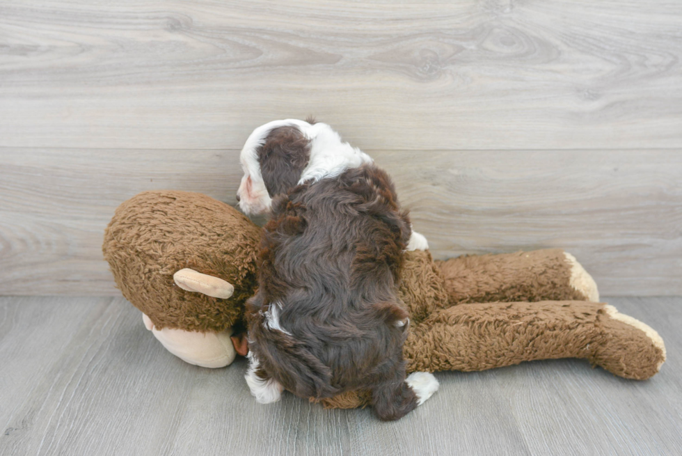 Happy Mini Aussiedoodle Baby