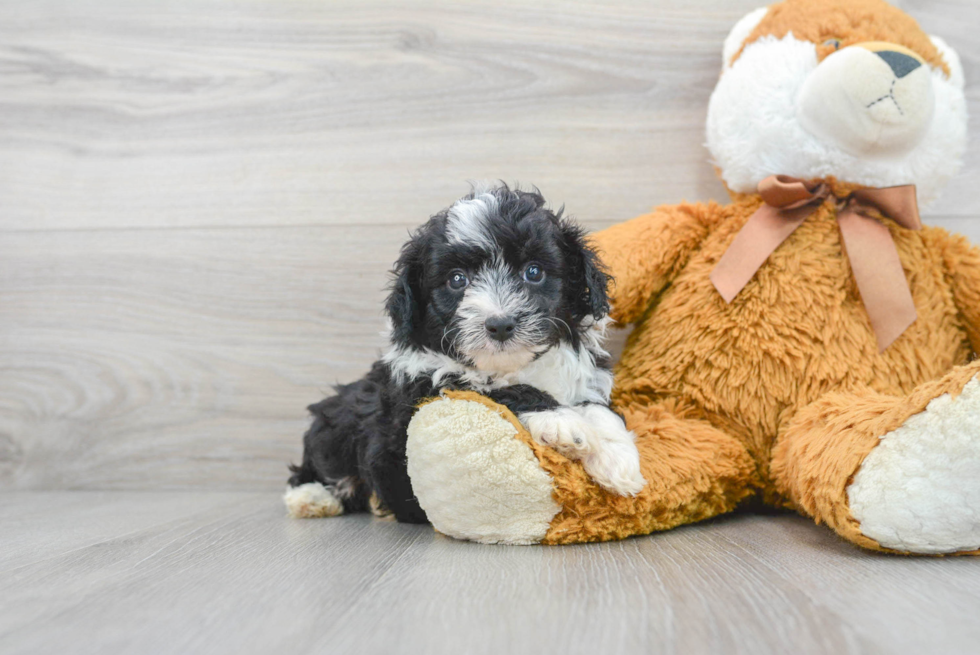 Playful Aussiepoo Poodle Mix Puppy