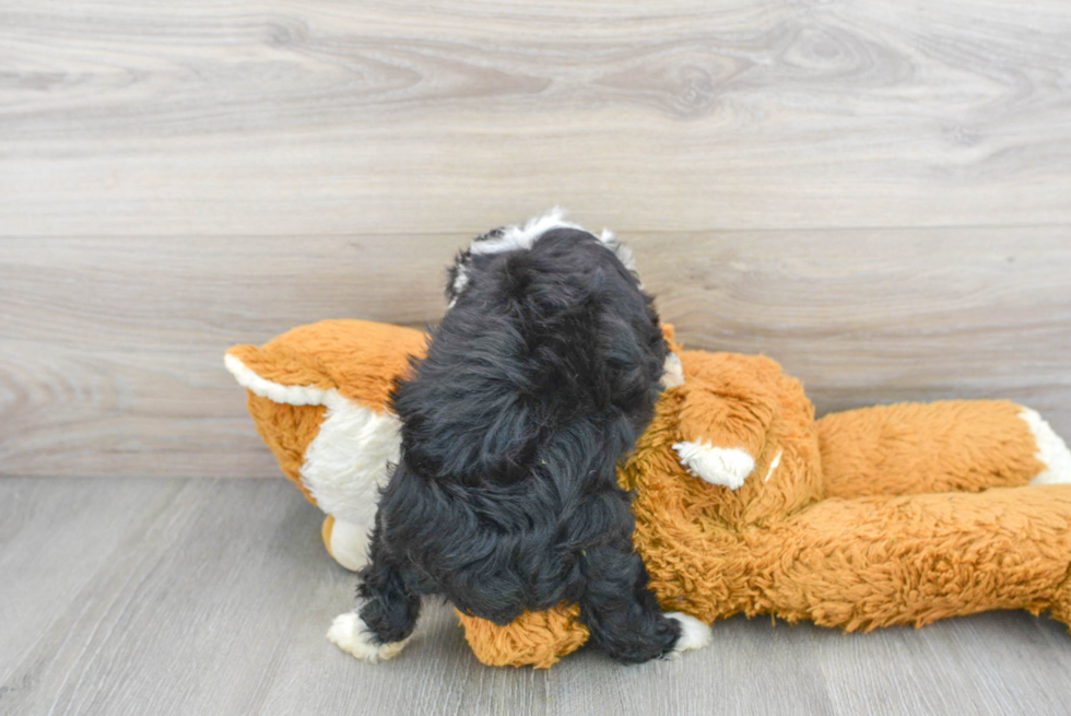 Mini Aussiedoodle Puppy for Adoption