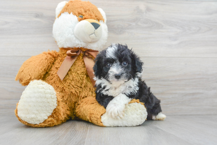 Mini Aussiedoodle Pup Being Cute