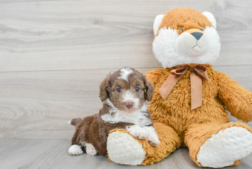 Playful Aussiepoo Poodle Mix Puppy