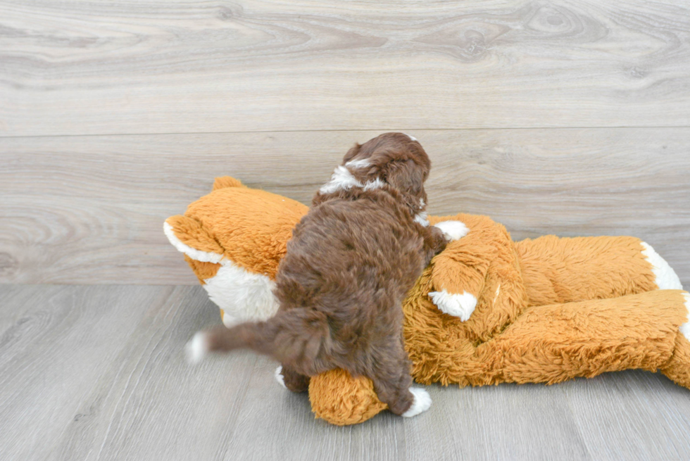 Mini Aussiedoodle Puppy for Adoption