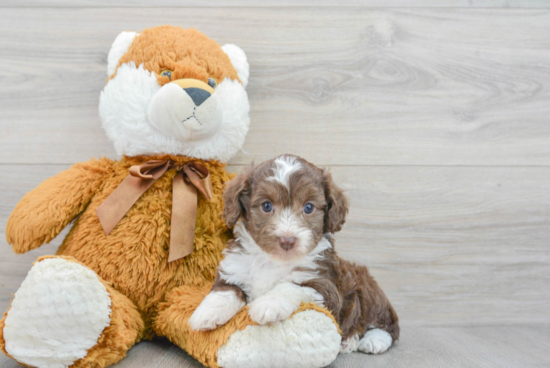 Mini Aussiedoodle Pup Being Cute