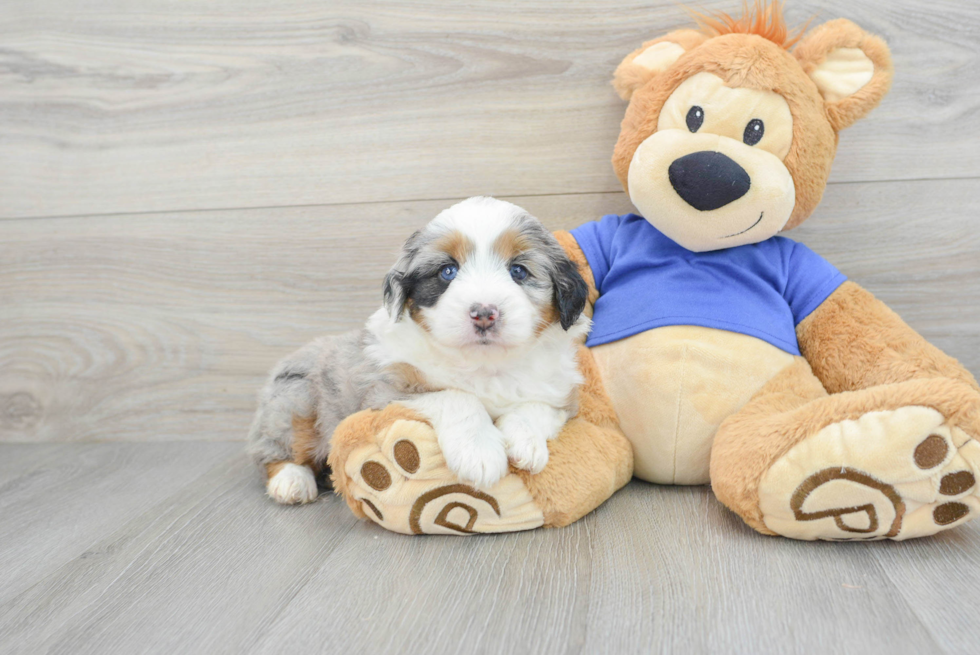 Adorable Aussiepoo Poodle Mix Puppy