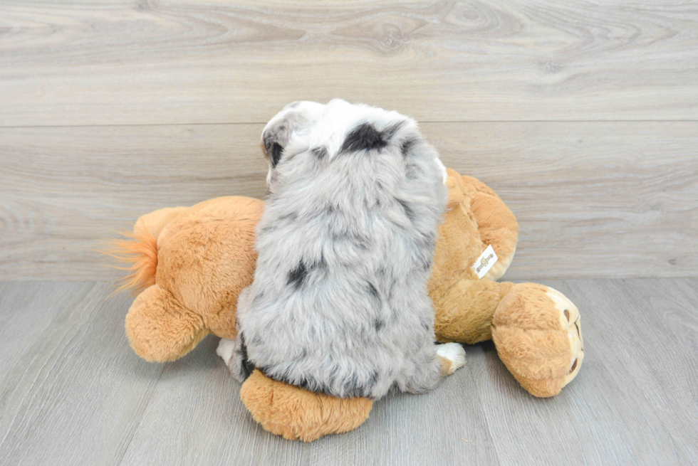 Cute Mini Aussiedoodle Baby