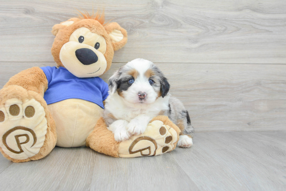 Friendly Mini Aussiedoodle Baby