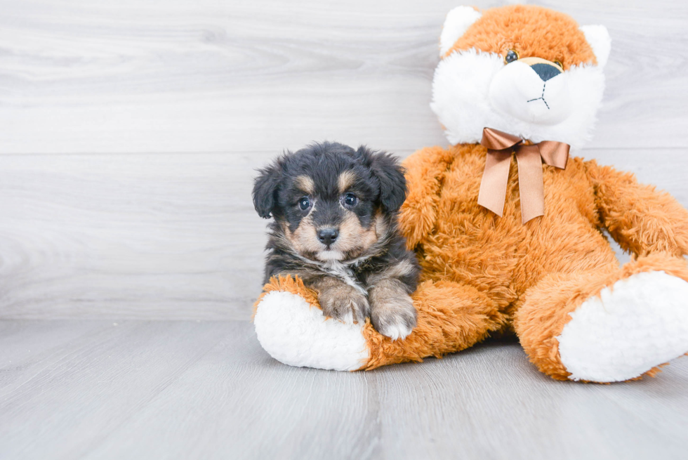 Funny Mini Aussiedoodle Poodle Mix Pup