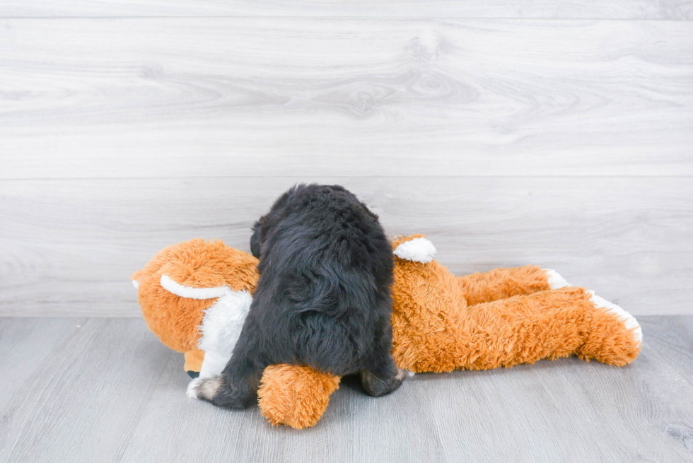 Popular Mini Aussiedoodle Poodle Mix Pup