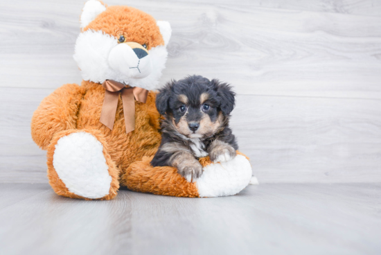 Playful Aussiepoo Poodle Mix Puppy