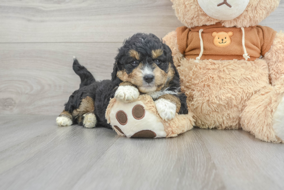 Best Mini Aussiedoodle Baby