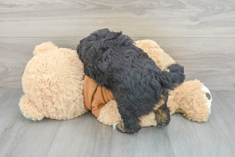 Mini Aussiedoodle Pup Being Cute