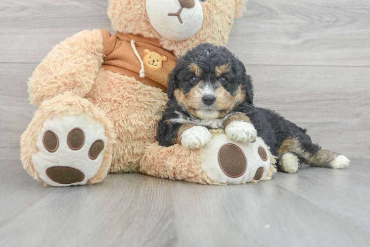 Mini Aussiedoodle Pup Being Cute