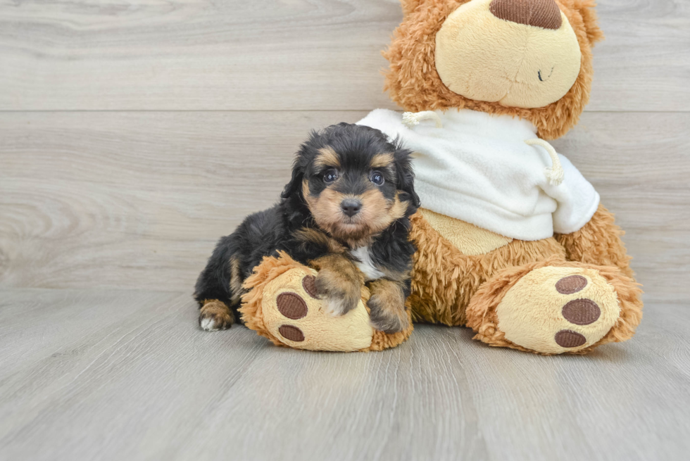 Small Mini Aussiedoodle Baby