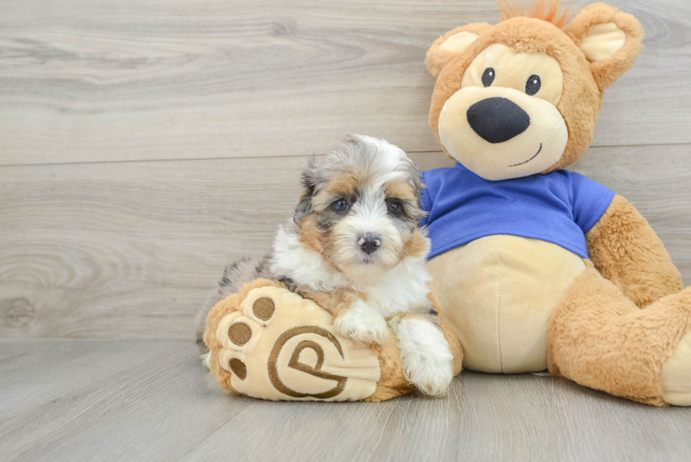 Mini Aussiedoodle Puppy for Adoption