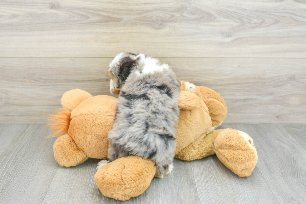 Little Mini Aussiepoo Poodle Mix Puppy