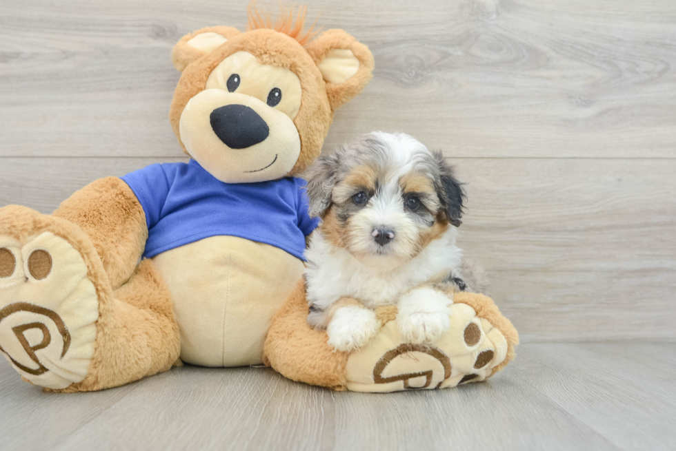 Little Mini Aussiepoo Poodle Mix Puppy