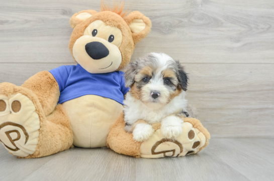 Little Mini Aussiepoo Poodle Mix Puppy