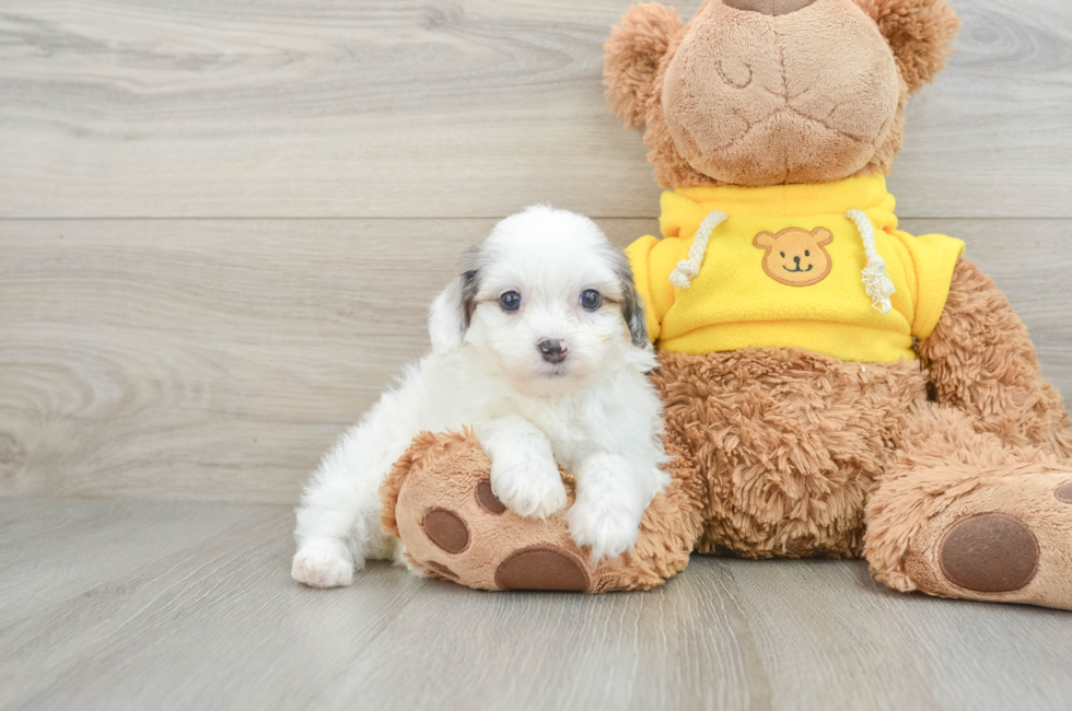 7 week old Mini Aussiedoodle Puppy For Sale - Premier Pups