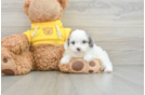 Funny Mini Aussiedoodle Poodle Mix Pup