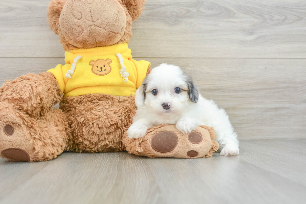 Funny Mini Aussiedoodle Poodle Mix Pup