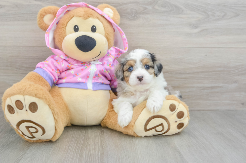 5 week old Mini Aussiedoodle Puppy For Sale - Premier Pups