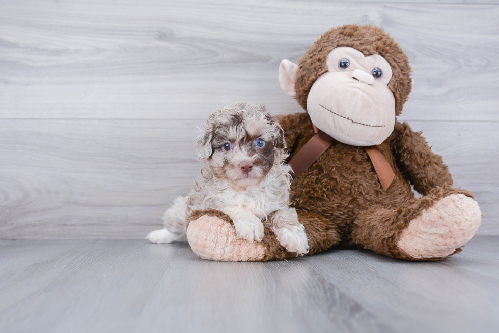 Best Mini Aussiedoodle Baby