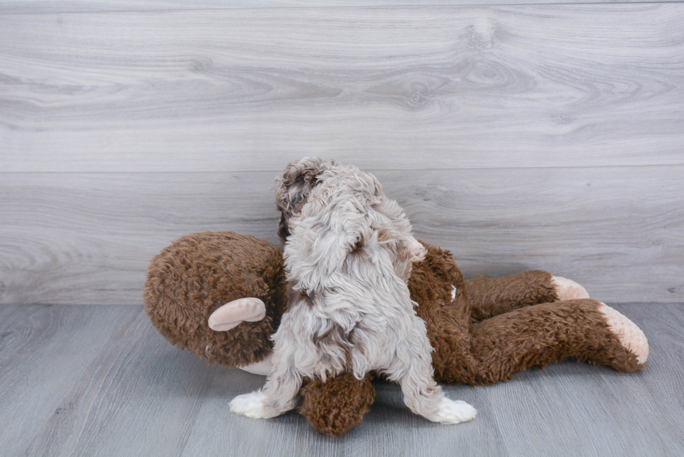 Mini Aussiedoodle Pup Being Cute