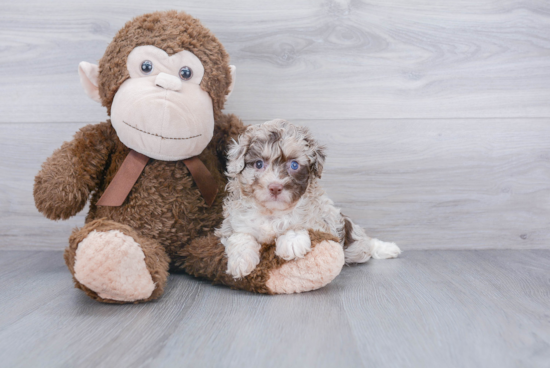 Small Mini Aussiedoodle Baby