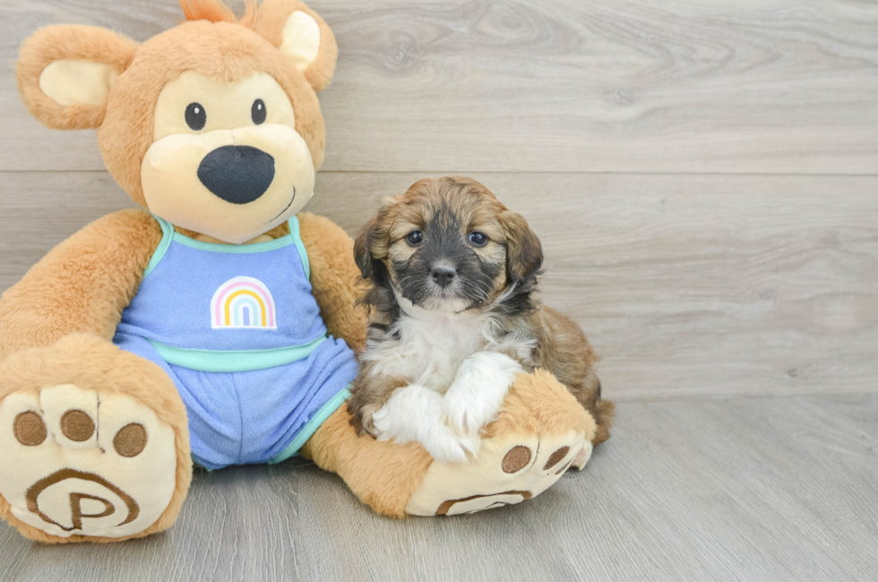 5 week old Mini Aussiedoodle Puppy For Sale - Premier Pups