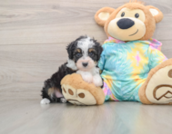 7 week old Mini Aussiedoodle Puppy For Sale - Premier Pups