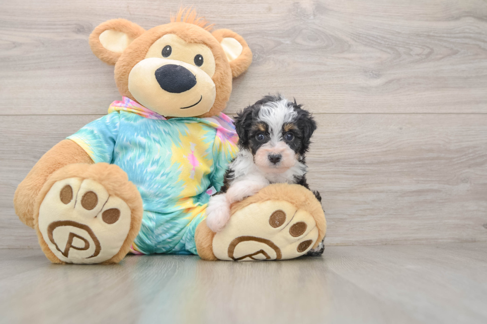 Best Mini Aussiedoodle Baby