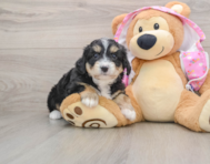 6 week old Mini Aussiedoodle Puppy For Sale - Premier Pups